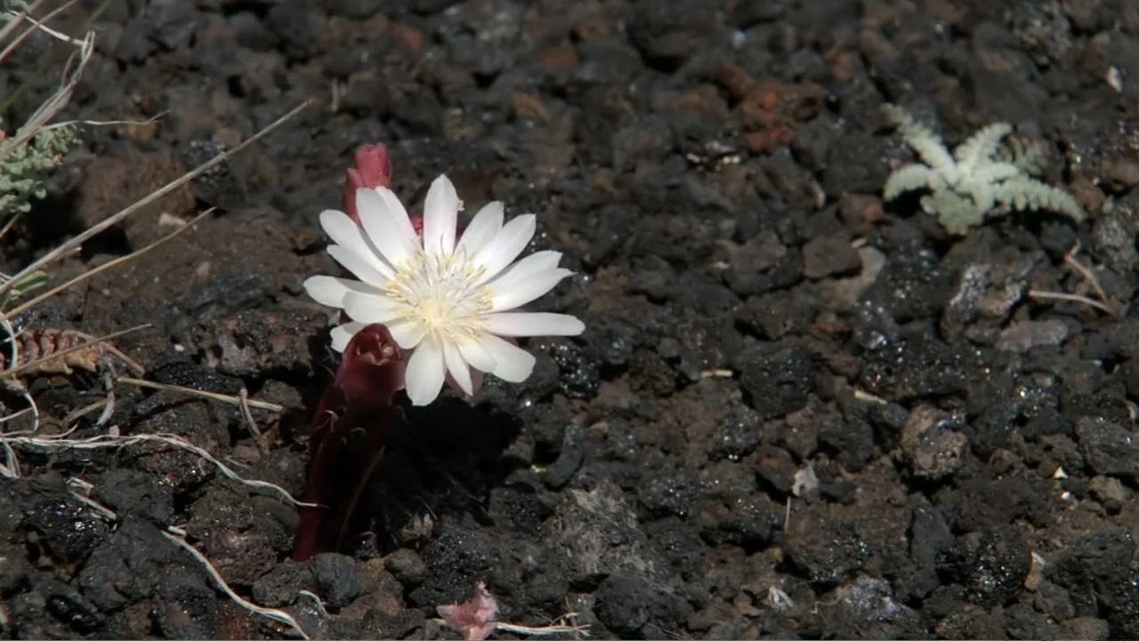 Idaho: The Movie (2012) movie still: closeup — A white flower grows from dark, jagged volcanic rock terrain under bright sun. The delicate white…