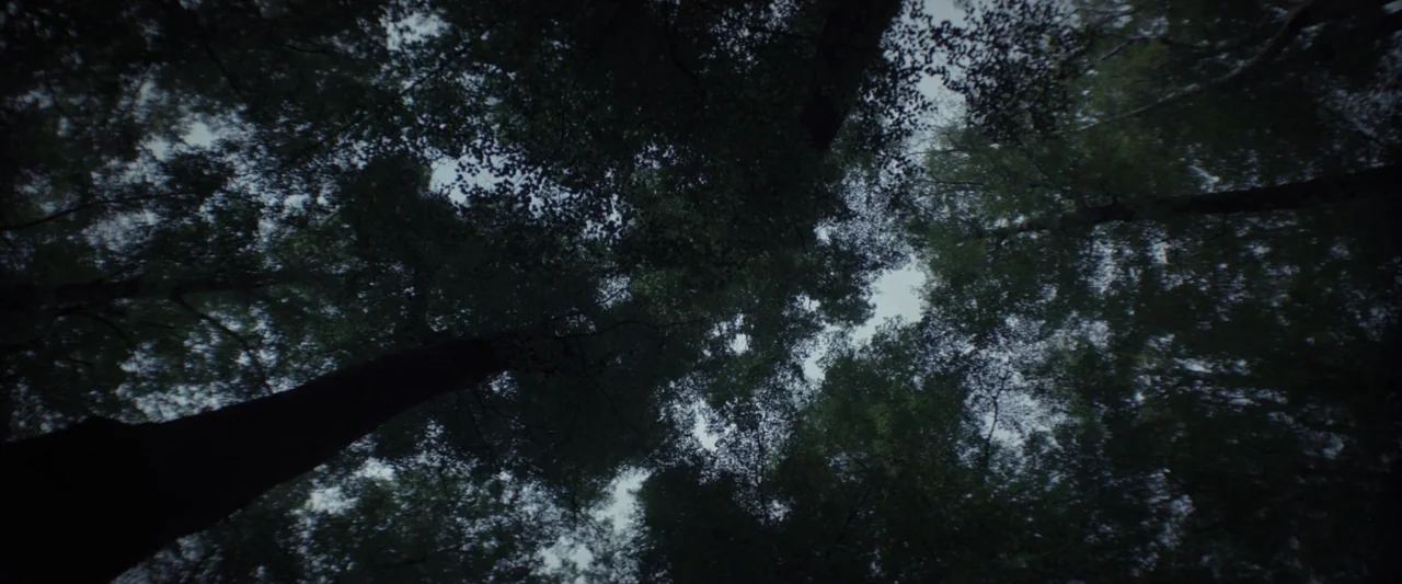 Wolf Man (2025) movie still: establishing — A dense canopy of mature trees obscures the sky from a ground perspective. Sunlight filters through the…