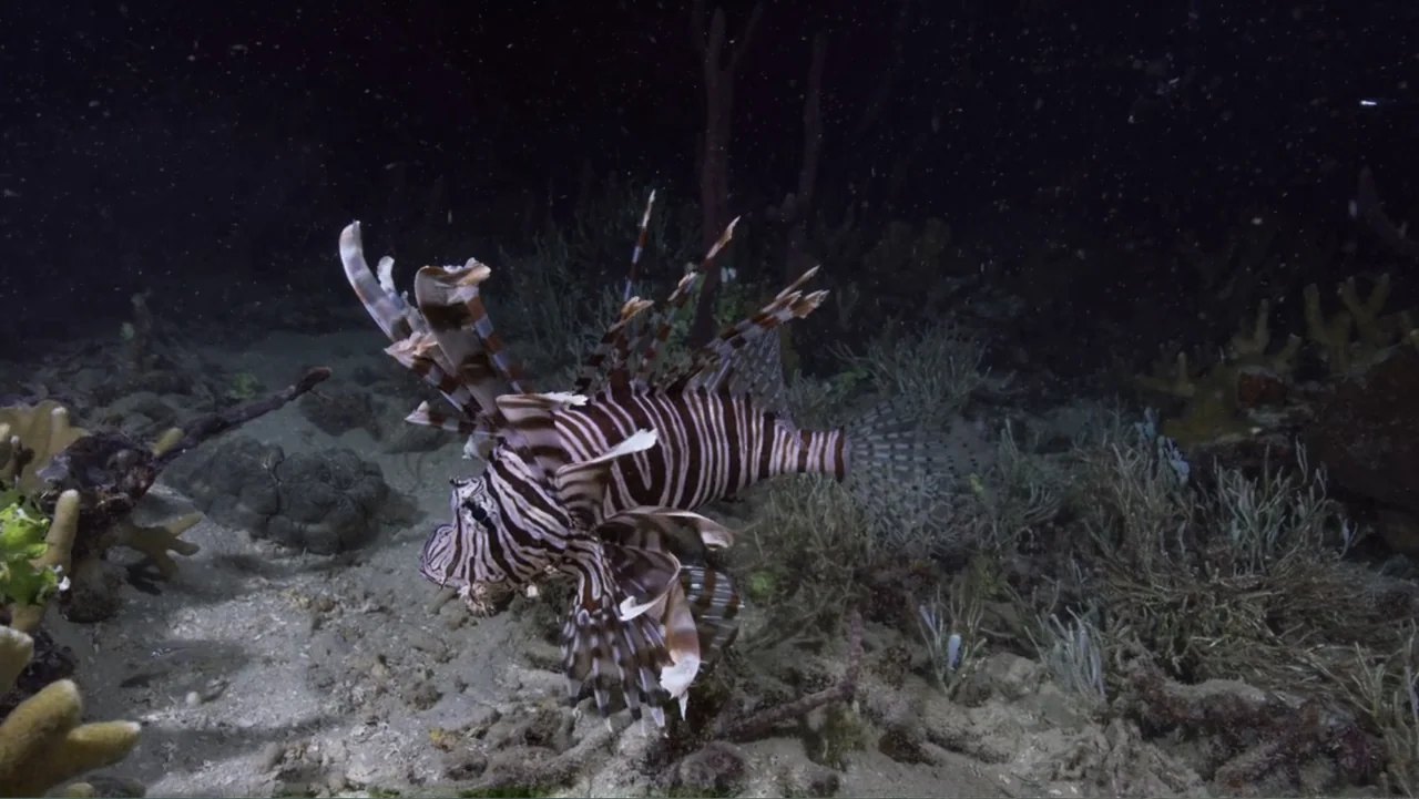 Wild Window: Bejeweled Fishes (2016) movie still: medium — A lionfish swims above a sandy seabed populated with small coral and sea plants. The…