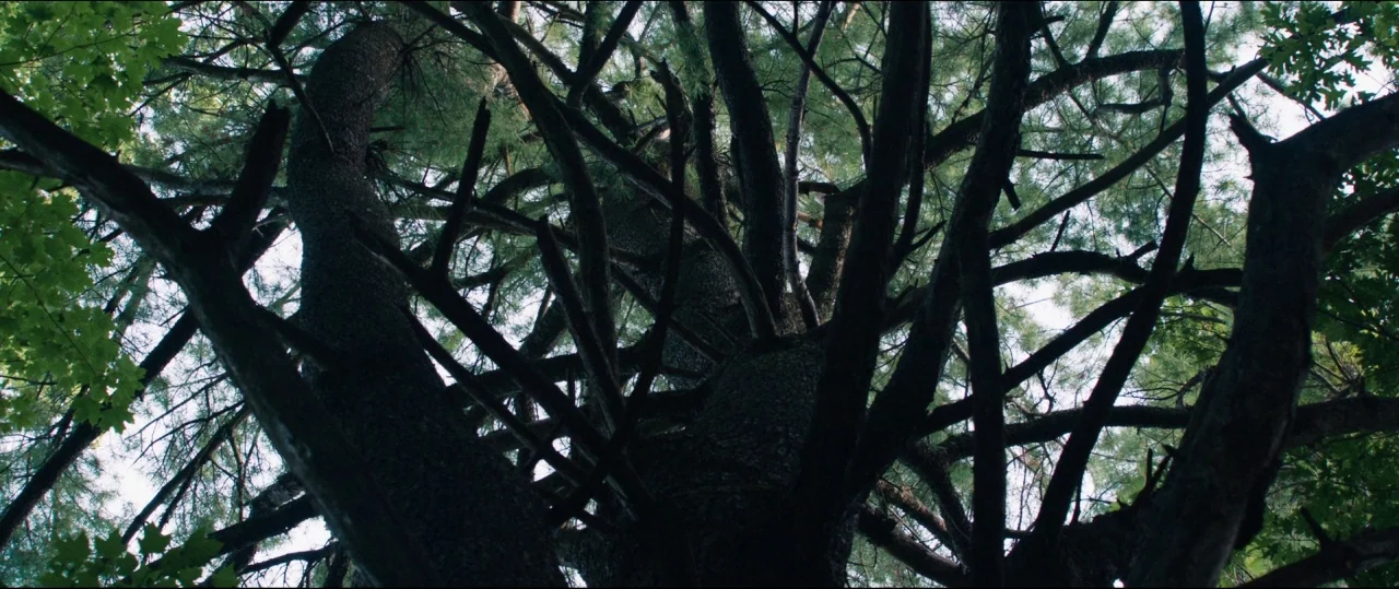Fall of the House of Usher (1928) movie still: establishing — A dense cluster of dark tree branches reaches upward toward the bright sky. Green…