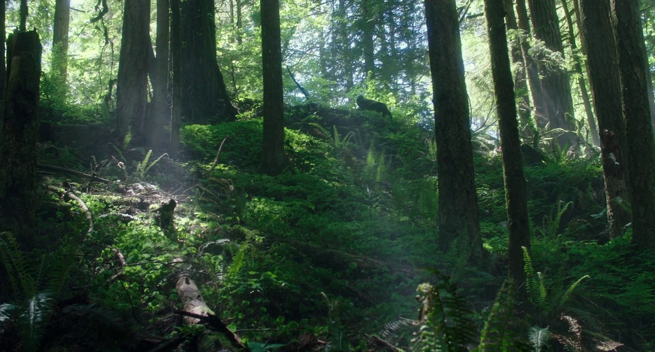 Leave No Trace (2018) movie still: wide — A dense temperate rainforest floor is covered with lush green ferns and mossy logs. Sunlight filters…