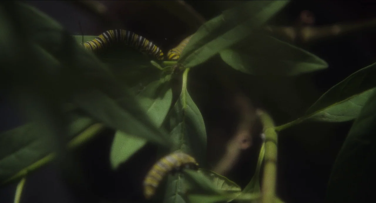May December (2023) movie still: closeup — Green leaves of a plant fill the frame with several small insects resting. Two monarch caterpillars are…