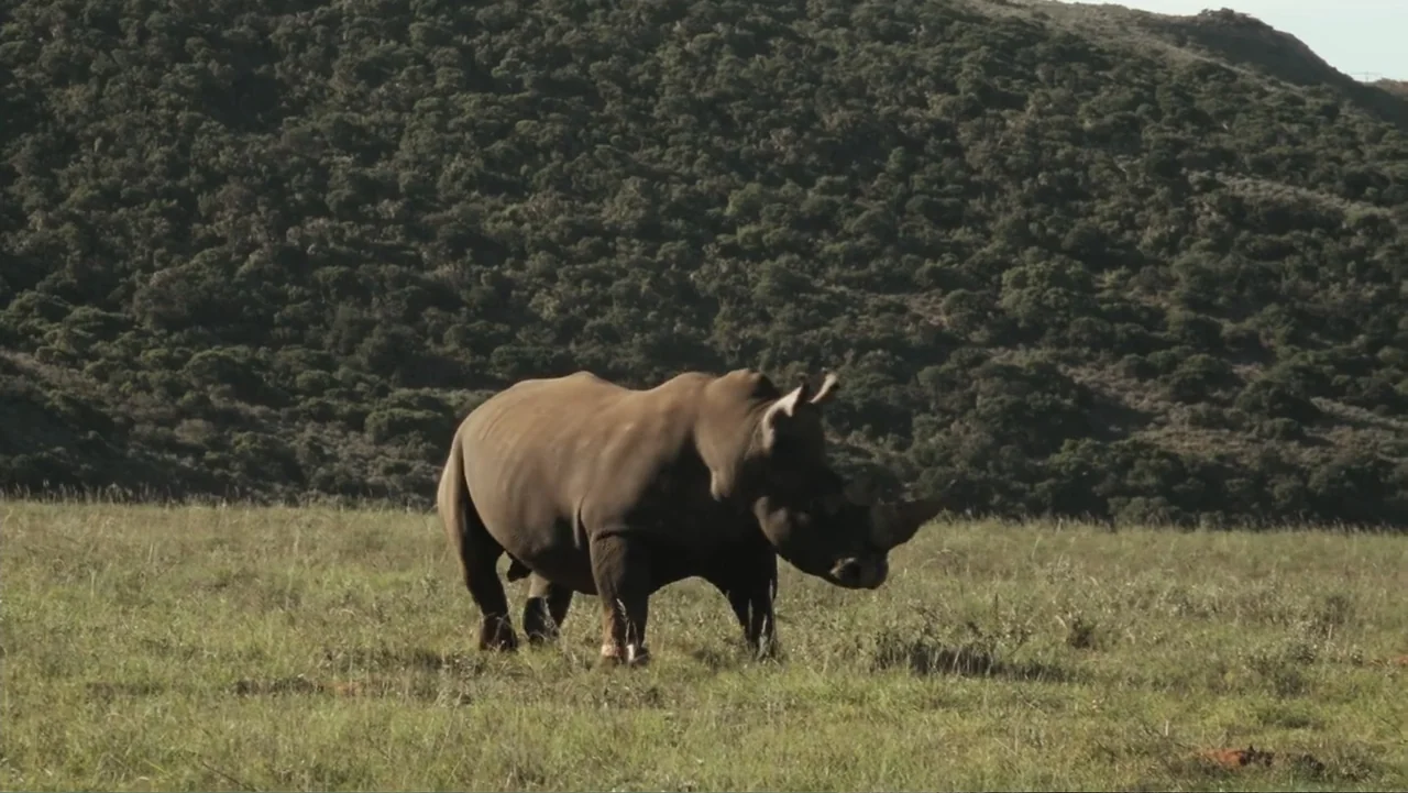 Bloody Trophy (2025) movie still: fullbody — A rhinoceros stands in a vast, dry grassy field with a dark forested hillside behind. The animal faces…