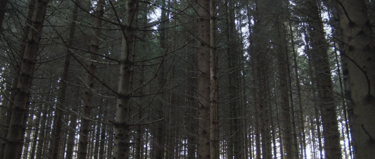 Frank (2014) movie still: establishing — A dense grove of tall pine trees stands close together with overlapping branches. The ground is obscured by…