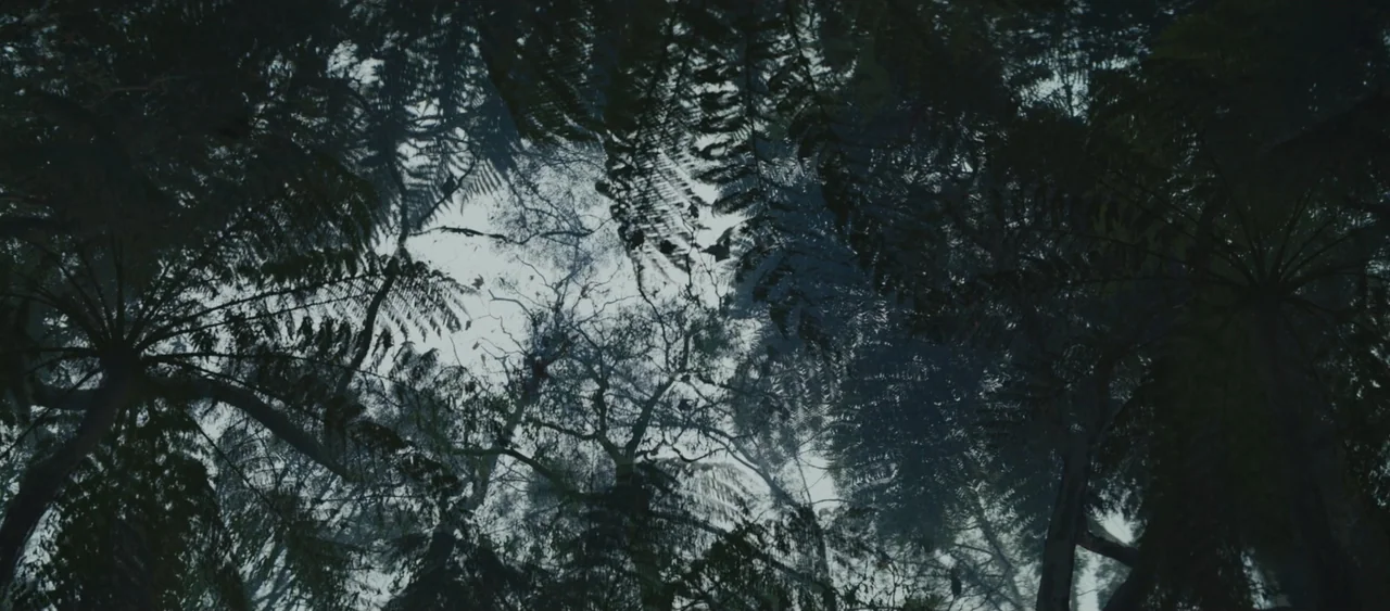 Force of Nature: The Dry 2 (2024) movie still: establishing — Dense layers of giant tree ferns and tall canopy branches obscure the sky. The view…