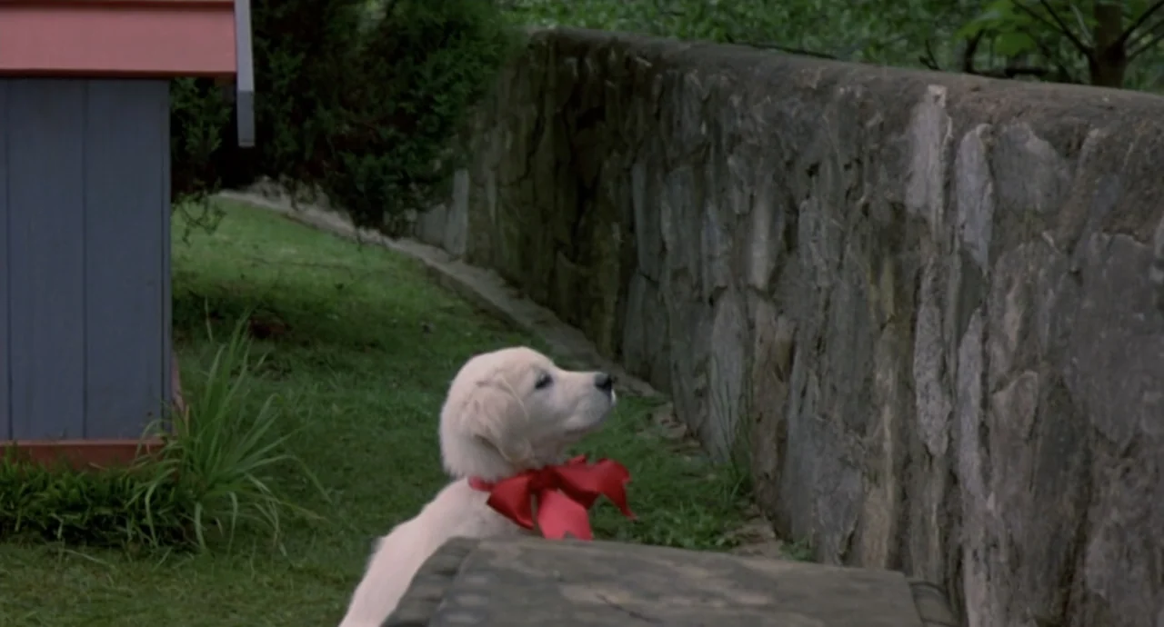 Napoleon (2023) movie still: medium — A green grassy backyard features a stone wall and a grey dog house. A small white puppy wearing a red ribbon…