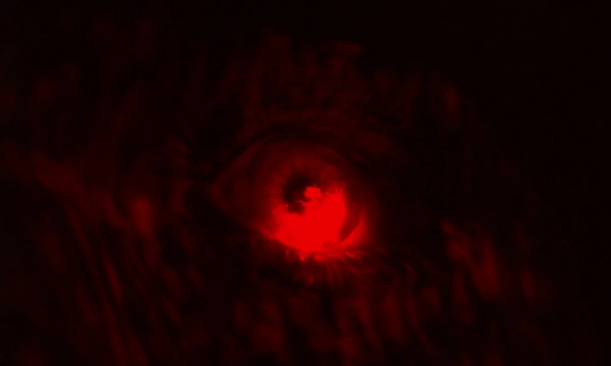 Phenomena (1985) movie still: closeup — A dark, featureless environment holds a single human eye glowing with vibrant crimson light. The iris and…