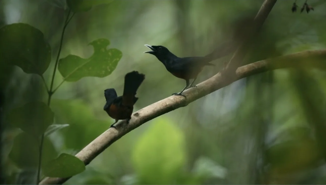 Islands of Creation (2015) movie still: medium — A wooden branch extends diagonally through a lush green out-of-focus forest environment. Two small…