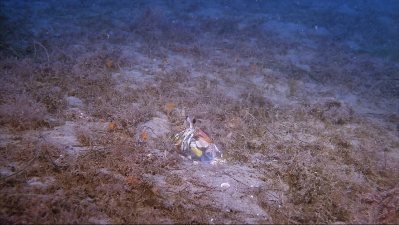 Deep Sea 3D (2006) movie still: wide — A sandy, weed-covered seabed underwater with a small colorful crustacean located in the center. The mantis…