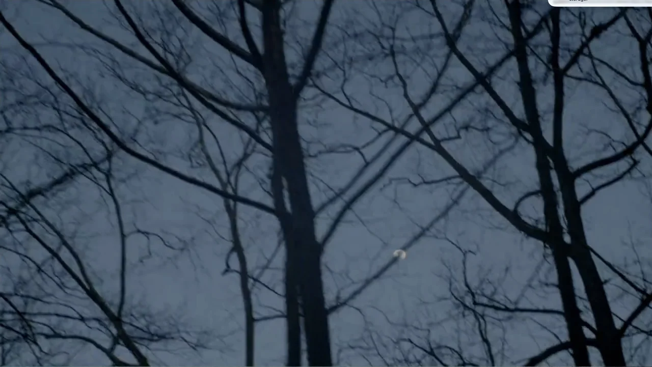 Murder at Carter County Mines (2023) movie still: establishing — A dense cluster of bare deciduous tree branches fills the frame against a sky. A…
