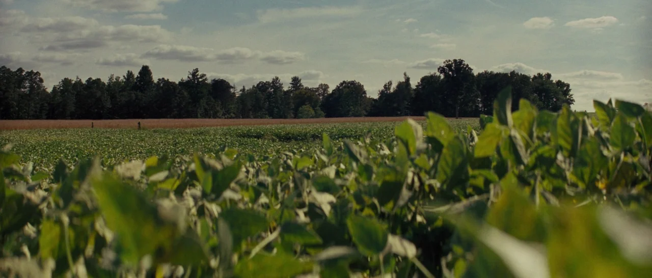 Loving (2016) movie still: establishing — A field of leafy green plants spans the foreground leading to a distant tree line. The sky above is…