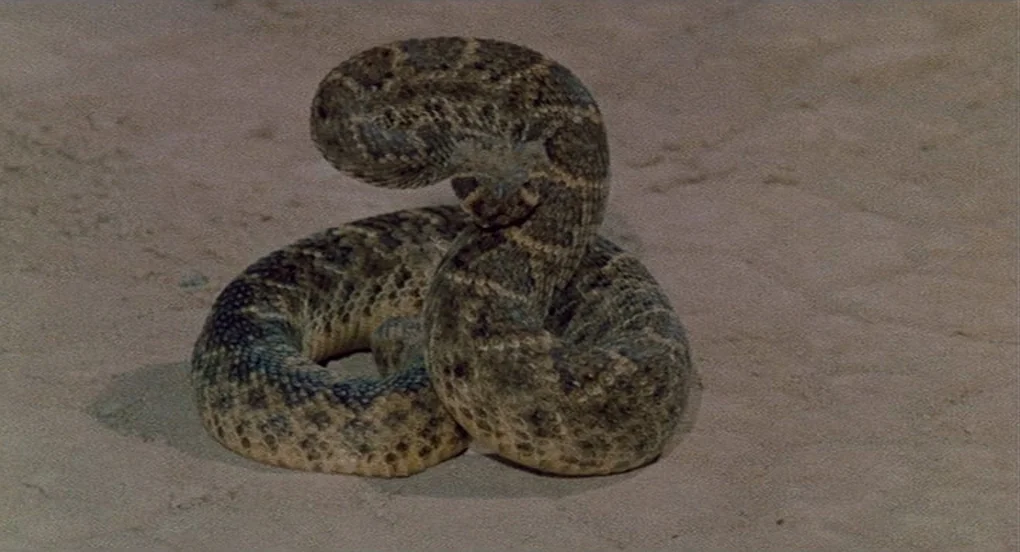 Vanishing Point (1971) movie still: closeup — A venomous rattlesnake coils tightly on a flat surface of packed brown desert sand. The snake is…