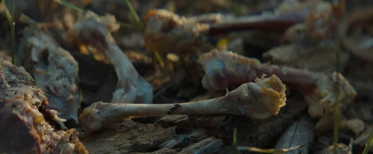 Damsel (2018) movie still: closeup — Dried animal bones lie scattered among wood chips and patches of dirt. A small black ant travels across the…