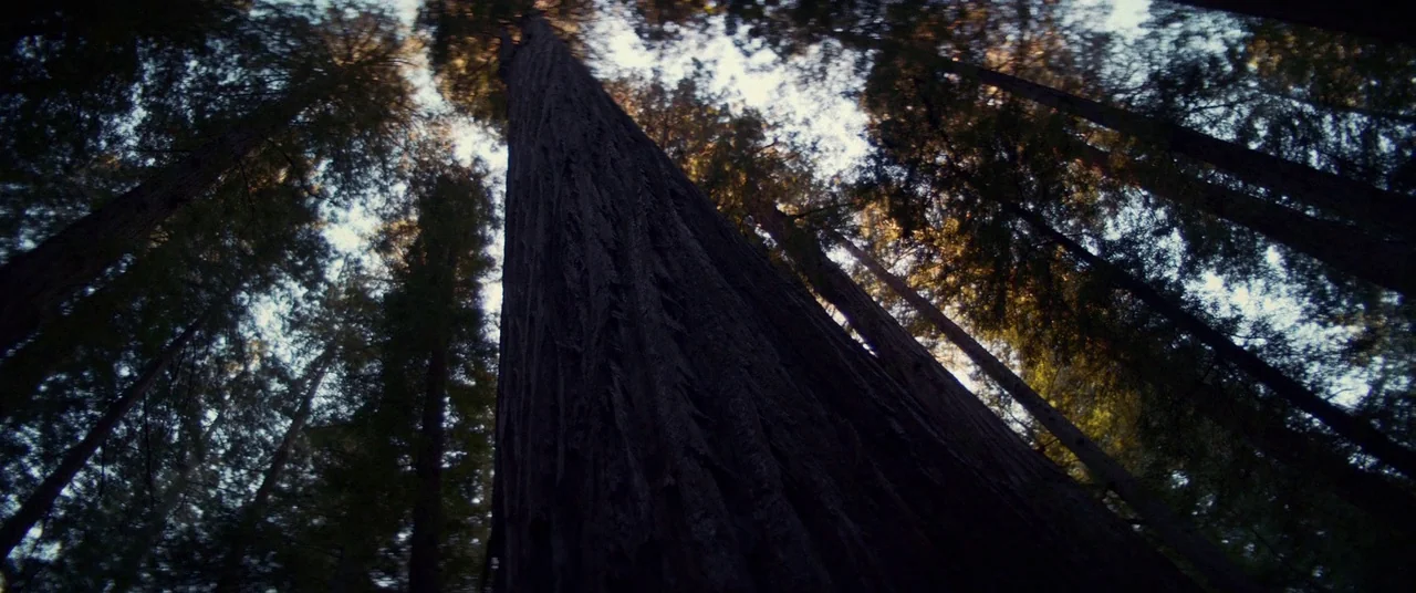 Woodshock (2017) movie still: establishing — A dense grove of tall redwood trees stands against the bright open daylight sky. The camera looks…