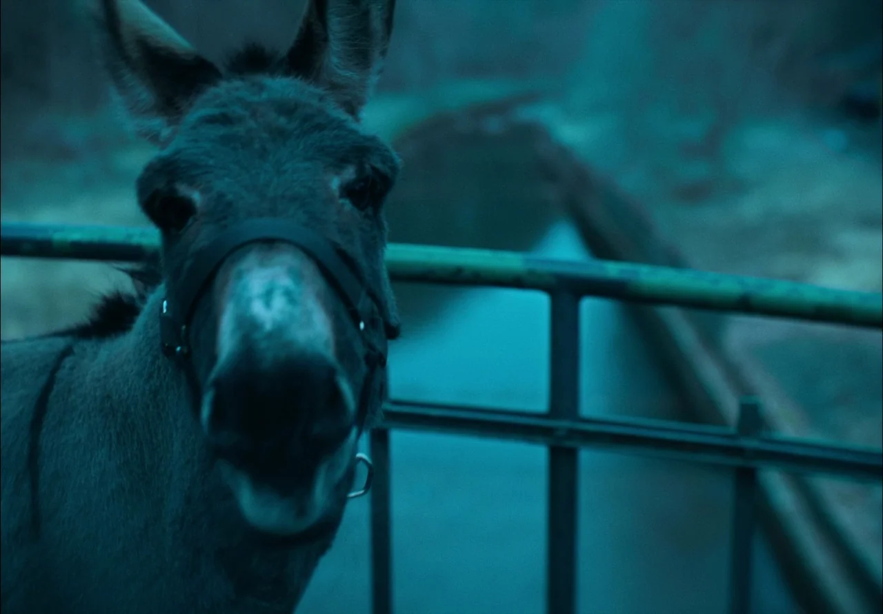 EO (2022) movie still: closeup — A donkey wears a dark leather halter while standing behind a metal gate frame. The surrounding environment is…