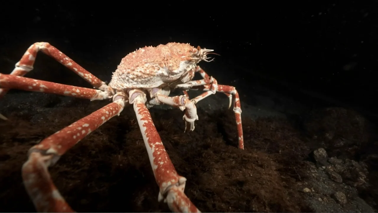 Alien Sharks: Ghosts of Japan (2024) movie still: medium — A spider crab sits on a dark brown seabed composed of coarse sand and algae. The creature…