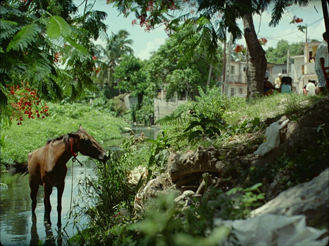 Guava Island (2019) movie still: wide — A brown horse stands in a narrow creek surrounded by dense green vegetation and trees. Residential buildings…