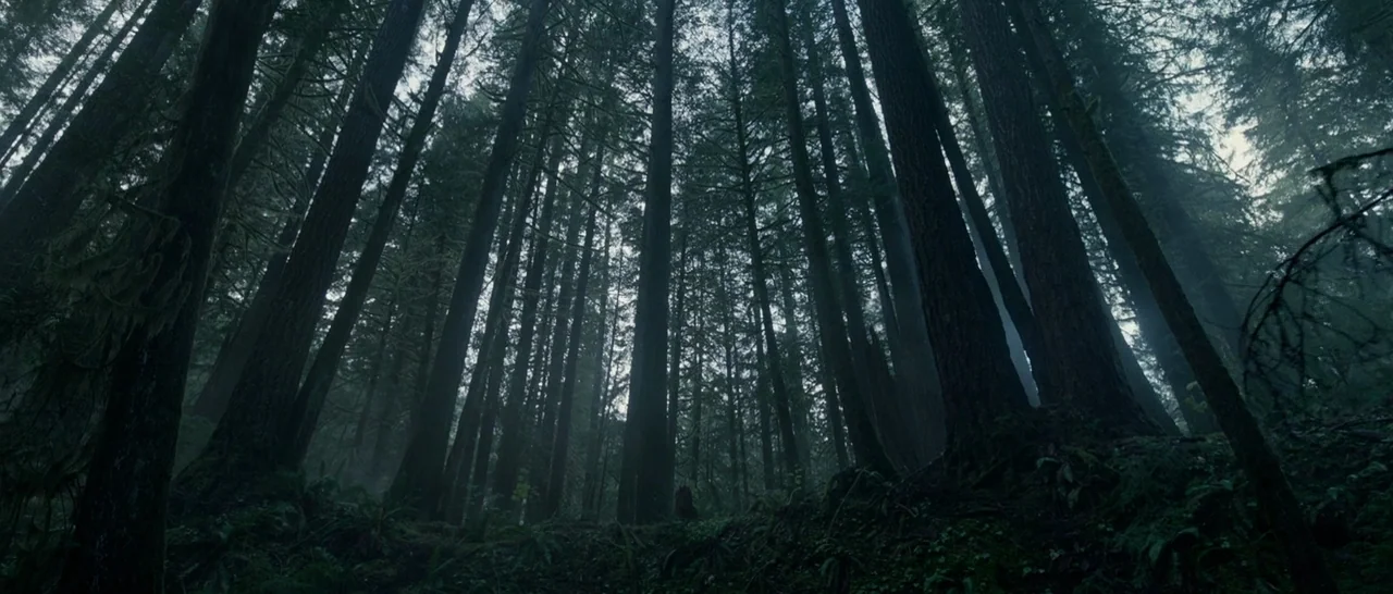 The Revenant (2015) movie still: establishing — A dense grove of tall, dark evergreen trees fills a cool, mist-covered landscape. The view is angled…