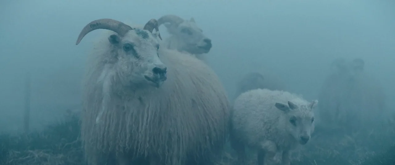 Babel (2006) movie still: medium — A group of sheep stand in a grassy field enveloped by dense, thick fog. The animals face toward the right as the…