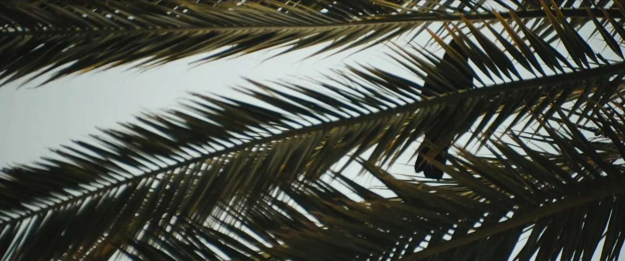 Stalker (2020) movie still: closeup — A close-up of a bird perched within the dark green fronds of a palm. The sky appears as a pale gray background…