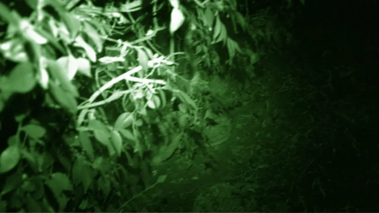 Paranormal Activity: The Ghost Dimension (2015) movie still: wide — Dense foliage and thickets line a narrow path during a dark night. The entire…