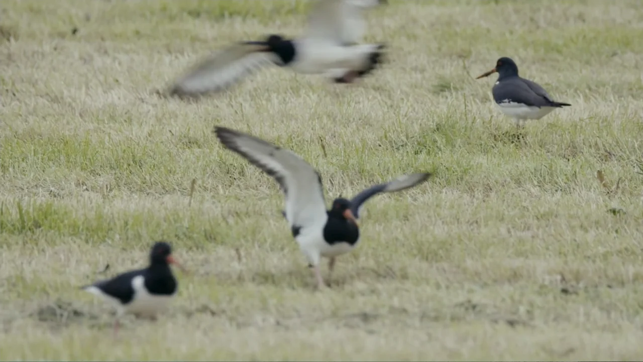 Iceland, the newborn island (2018) movie still: medium — Three black and white birds stand and walk across a field of dry grass. The central bird…