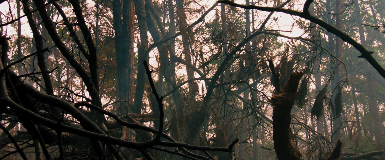 Prince Avalanche (2013) movie still: establishing — A dense patch of pine woodland features charred and broken tree trunks in winter. Wisps of grey…