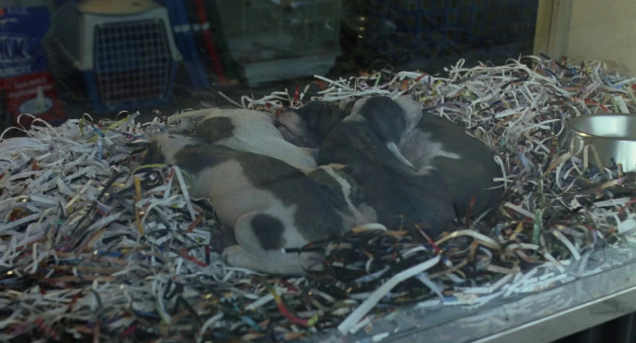 House of Wax (2005) movie still: medium — Several small puppies sleep huddled together on a bed of shredded white paper strips. A metal food bowl…