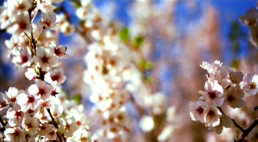 Sakuran (2006) movie still: closeup — Dense clusters of cherry blossoms occupy the foreground against a blurred blue sky. The branches are thick…