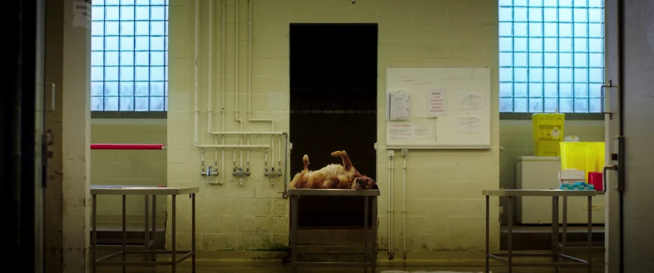 Raw (2016) movie still: wide — A sterile, utilitarian room features yellow-tinted concrete block walls and glass brick windows. A dog rests on its…