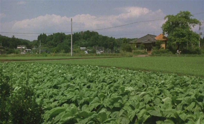 The Taste of Tea (2004) movie still: establishing — A rural landscape features a foreground of broad-leafed crops leading to distant green hills. A…