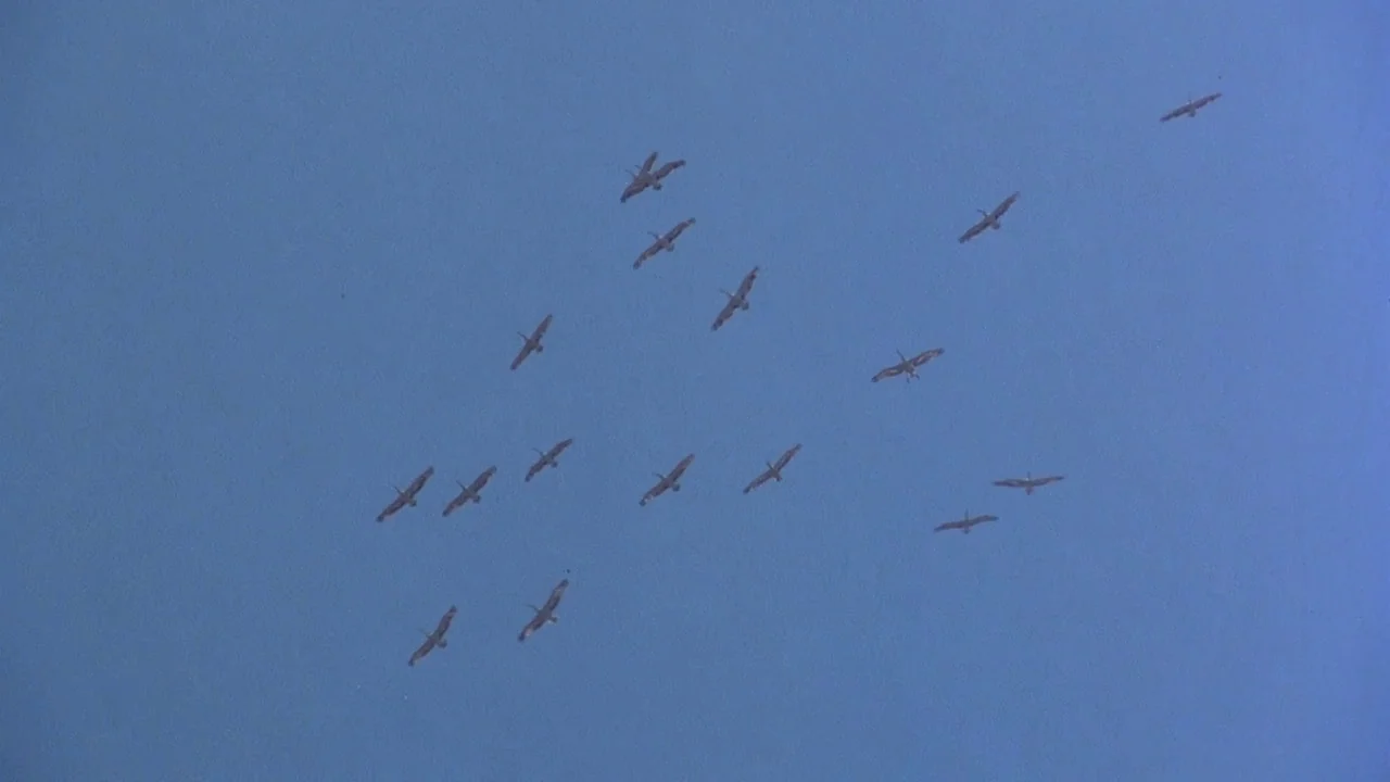 Picnic at Hanging Rock (1975) movie still: wide — An expanse of blue sky occupies the entirety of the frame. A group of birds flies in a loose…
