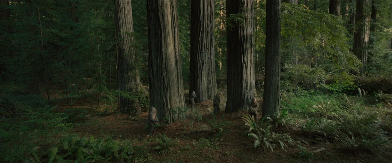 Sasquatch Sunset (2024) movie still: wide — A dense grove of towering ancient trees with thick trunks and lush undergrowth. Several ape-like figures…