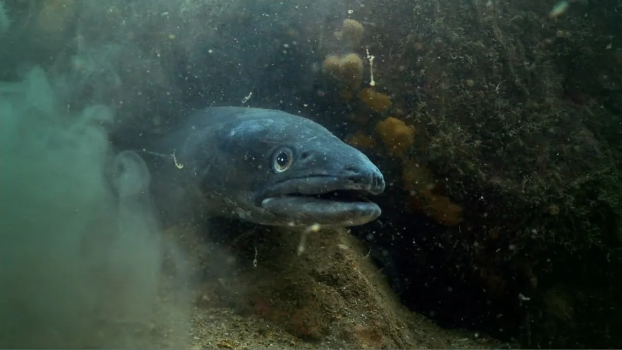 Fantastic Beasts: A Natural History (2022) movie still: closeup — A dark, murky underwater environment features a rocky shelf with suspended…
