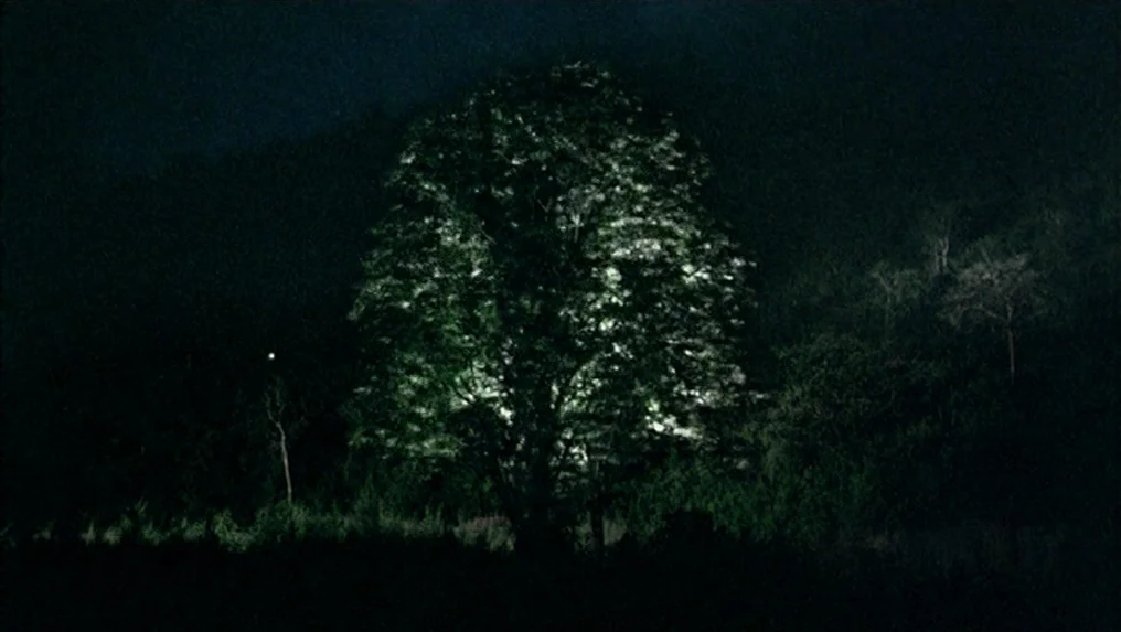 Tropical Malady (2004) movie still: establishing — A dense, dark woodland environment at night surrounds a single isolated tree. The tree is…