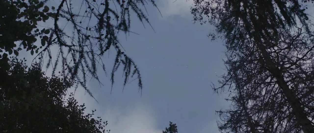 Melancholia (2011) movie still: establishing — A dense forest canopy frames a clear, dark blue night sky. Distant stars are visible through the…