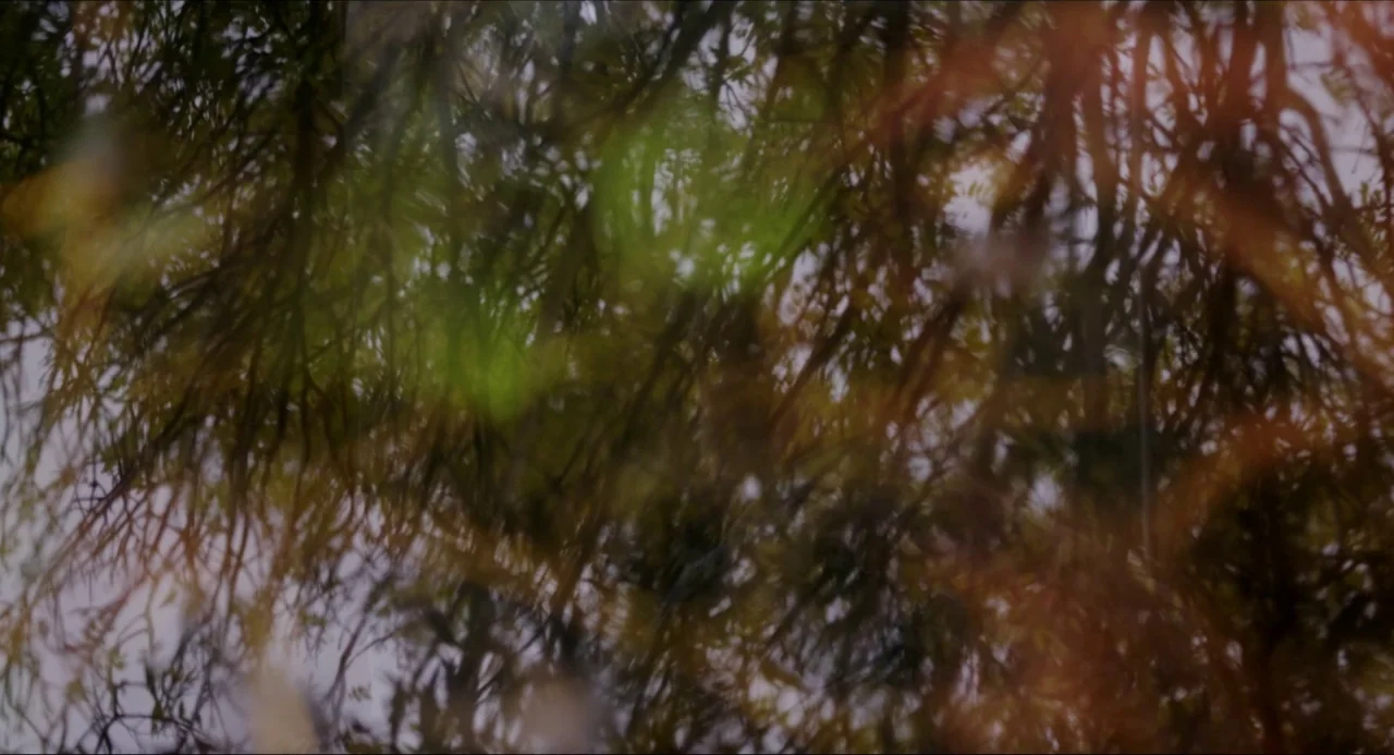 The Falling movie still: establishing — The surface of a pond reflects the distorted shapes of overhanging branches and leaves. Ripples distort the…