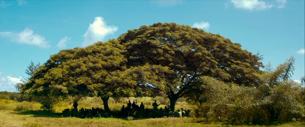 Che Part 1 (The Argentine) (2008) movie still: wide — A wide, grassy landscape features a massive, broad-leafed tree with an expansive canopy. A…