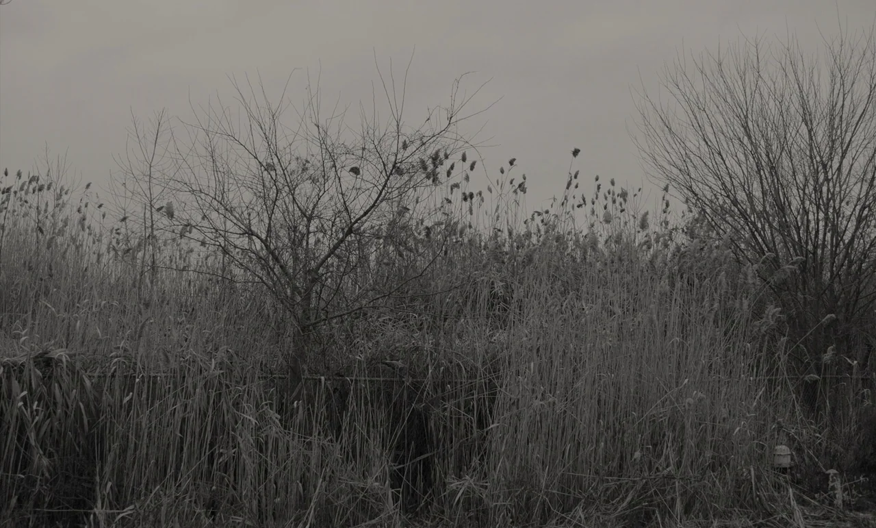 C’mon C’mon (2021) movie still: establishing — A dense patch of tall reeds and dry grasses grows under a grey sky. Bare-branched trees and shrubs…