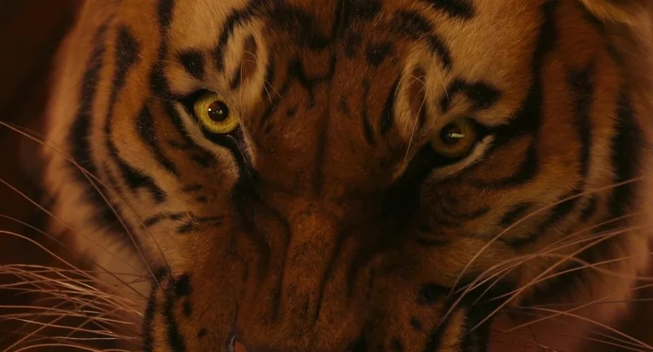 Life of Pi (2012) movie still: closeup — An extreme close-up of a tiger's face reveals detailed fur and piercing yellow eyes. The feline looks…