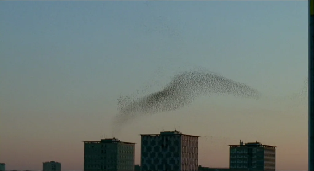The Tree Of Life (2011) movie still: wide — A dense murmuration of starlings forms shapes above a row of concrete apartment buildings. The birds are…