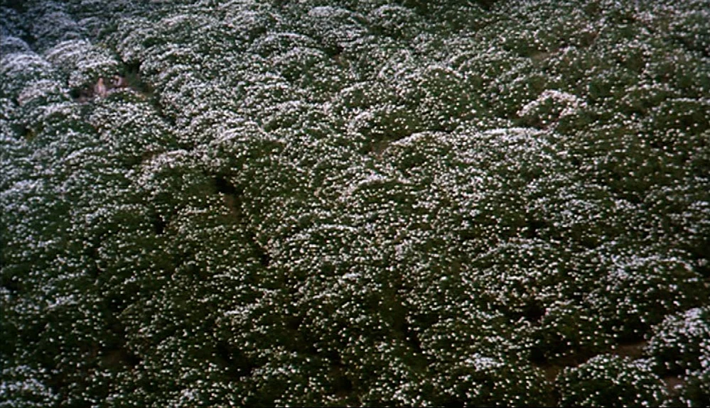 Harold and Maude (1971) movie still: establishing — A dense field of low-lying green shrubs is covered in small white flowers. The vegetation forms…