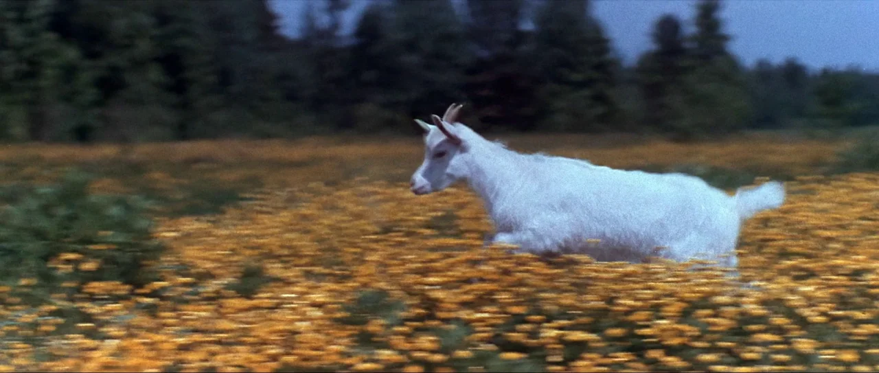Through Fire, Water and… Brass Pipes (1968) movie still: medium — A field covered in dense yellow wildflowers sits in front of a dark tree line. A…