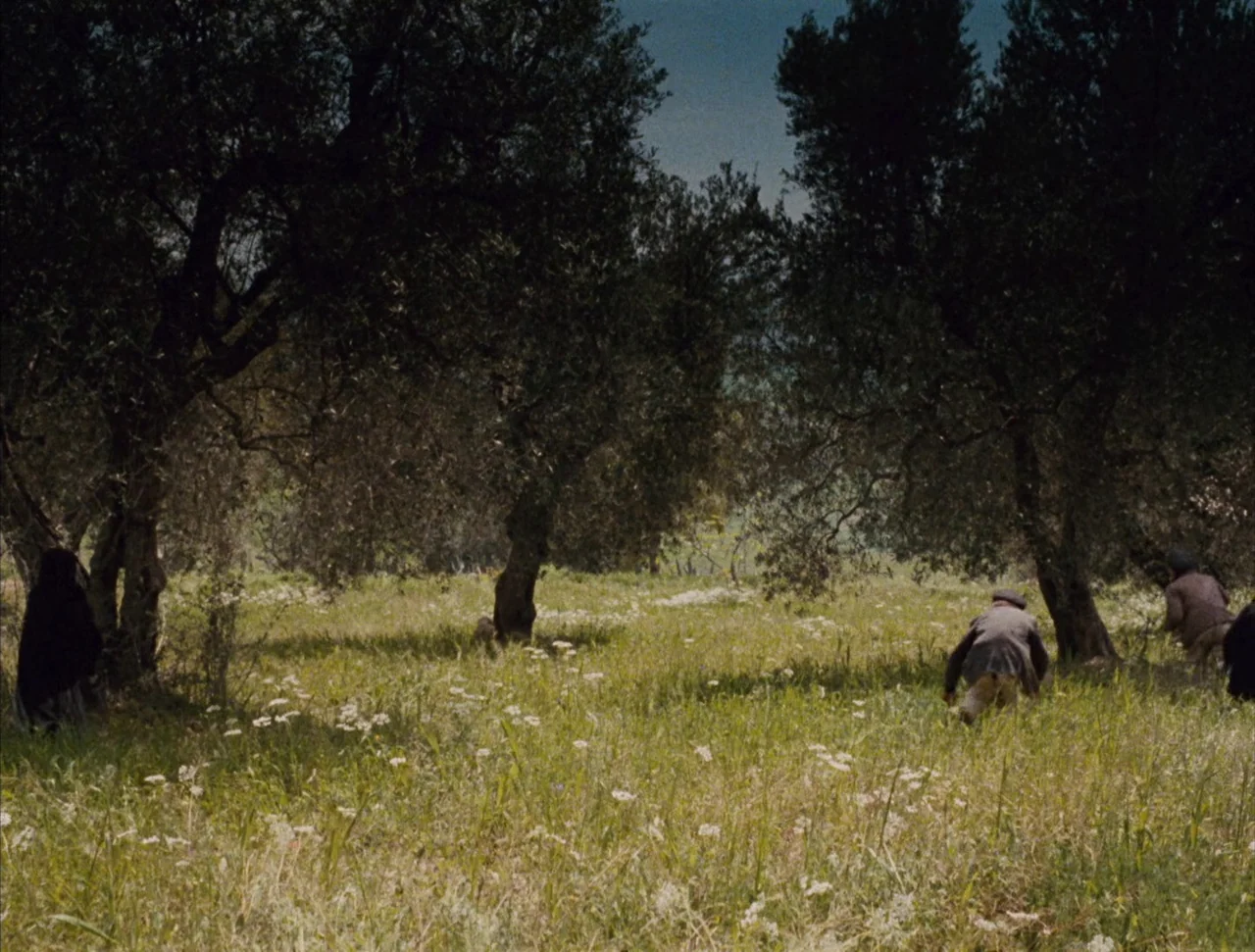 Christ Stopped at Eboli (1979) movie still: wide — An olive grove with gnarled trees stands in a field covered in wildflowers. Three people are…