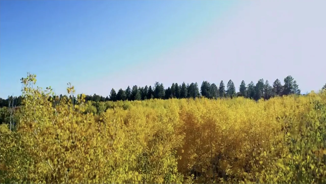 Common Ground (2000) movie still: establishing — A dense grove of autumn trees with bright yellow leaves sits before a treeline. A clear blue sky…