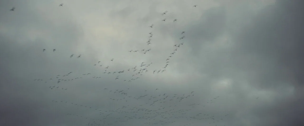 You Are Not My Mother (2021) movie still: wide — A vast, heavy, overcast grey sky fills the entire frame. A large flock of birds migrates in…
