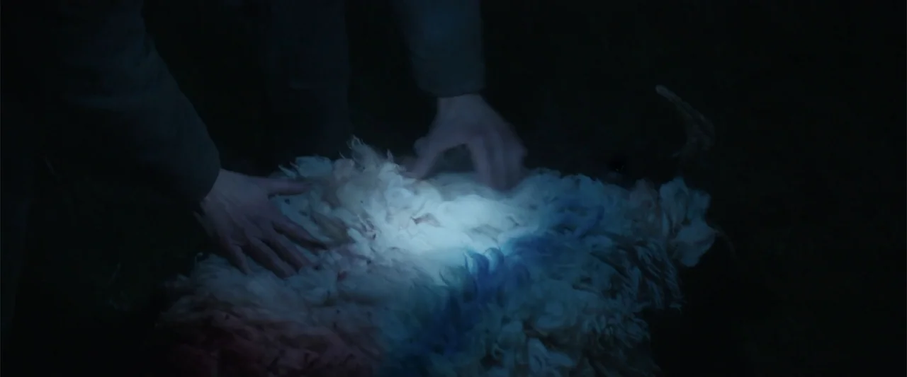 Bring Them Down (2025) movie still: closeup — A dark night scene features a sheep resting on the ground. A person's hands reach into the frame to…