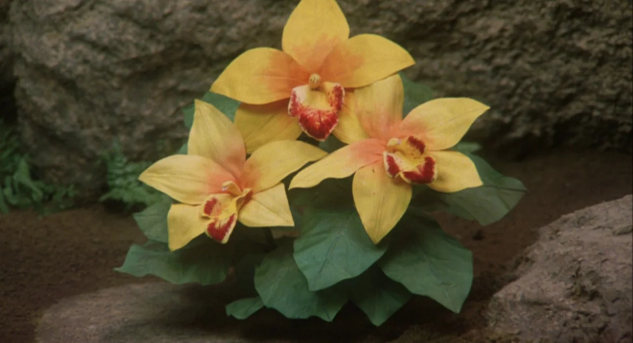 Godzilla and Mothra: The Battle for Earth (1992) movie still: closeup — A cluster of three yellow and red orchids grows from rocky earth. The plants…