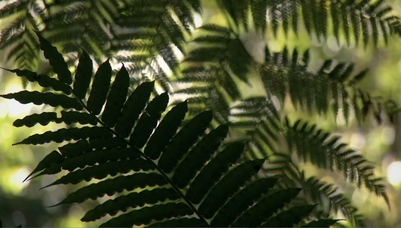 Islands of Creation (2015) movie still: closeup — Dense fern leaves fill the frame with backlit textures and blurred greenery background. The dark…