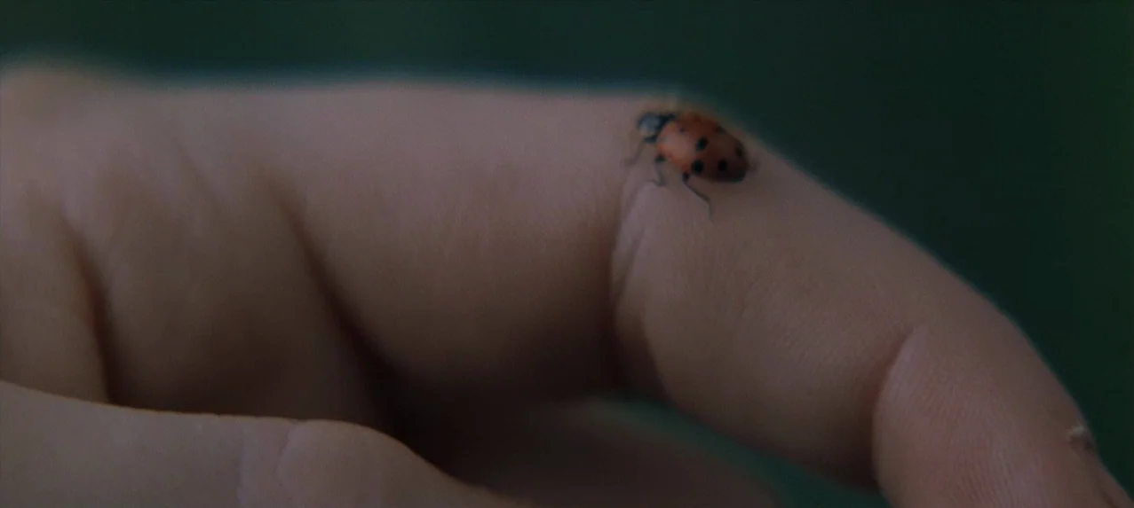 Great Expectations (1998) movie still: closeup — An outdoor setting with a blurred dark green background of vegetation. A small ladybug rests on the…